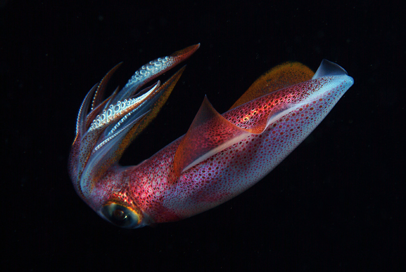 Loligo vulgaris